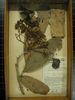 historical herbarium sample